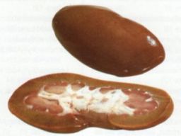 Sianmunuaiset